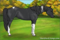 Horse Color:Black Tobiano Rabicano 