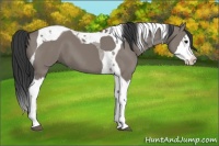 Horse Color:Grullo Splash Tobiano 