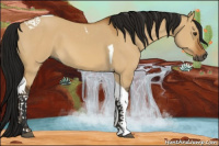 Horse Color:Gray Bay Dun Tobiano 