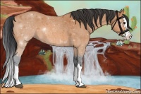 Horse Color:Bay Roan Splash 