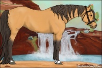 Horse Color:Buckskin