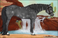 Horse Color:Blue Roan