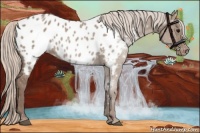 Horse Color:Silver Grullo Appaloosa 