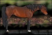 Horse Color:Brown 