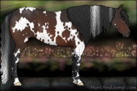 Horse Color:White Spotted Brown 