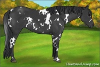 Horse Color:White Spotted Black 