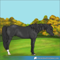 Horse Color:Black 