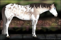 Horse Color:Liver Red Onyx Splash Appaloosa 