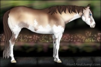 Horse Color:Liver Red Onyx Splash 