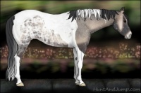 Horse Color:Blue Onyx Ice Tobiano Rabicano 