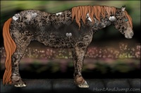 Horse Color:Buckskin Ice Pearl 