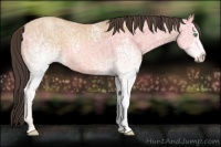Horse Color:White Spotted Amber Champagne Ice 