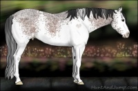 Horse Color:White Spotted Brown Ice