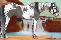 Horse Color:Grullo Splash Tobiano 