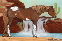 Horse Color:Gray Chestnut Tobiano Appaloosa 