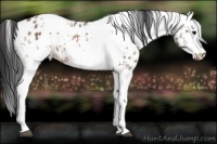 Horse Color:White Spotted Bay Ice Appaloosa