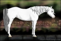 Horse Color:White Spotted Brown Ice