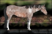 Horse Color:White Spotted Bay Ice 