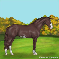 Horse Color:Chocolate Black Sabino 