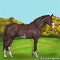 Horse Color:Chocolate Black Sabino 