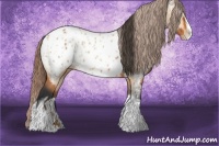 Horse Color:Bay Splash Tobiano Appaloosa  and Bay Dun Splash Tobiano Appaloosa 