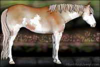 Horse Color:Silver Bay Onyx Splash 