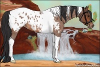 Horse Color:Bay Roan Tobiano Appaloosa
