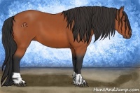 Horse Color:Bay  and Bay 