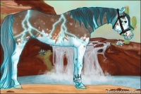 Horse Color:Thunderstruck Bay Splash 