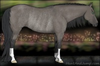 Horse Color:Grullo Rabicano 