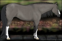 Horse Color:Grullo Roan 