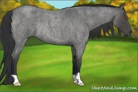 Horse Color:Blue Roan Rabicano
