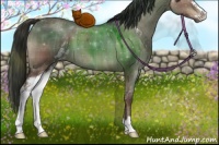 Horse Color:Plaid  Liver Red Dun Sabino 