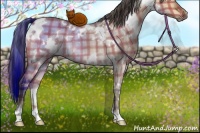 Horse Color:Plaid  White Spotted Brown Dun 