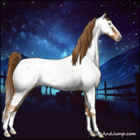 Horse Color:Gray Gold Champagne Splash Appaloosa 