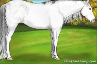 Horse Color:Grullo Sabino Rabicano 