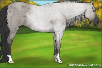 Horse Color:Grullo Roan Rabicano 