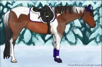 Horse Color:Bay Tobiano 