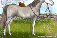 Horse Color:Liver Red Dun Sabino Splash 