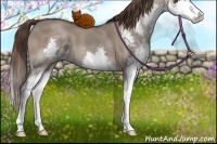 Horse Color:Liver Red Dun Sabino Splash 