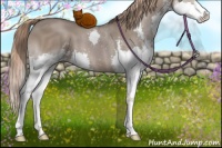 Horse Color:Liver Red Dun Sabino Splash 