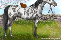 Horse Color:White Spotted Grullo Sabino Appaloosa 