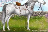Horse Color:Brown Dun Sabino Splash Appaloosa 
