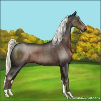 Horse Color:Liver Chestnut Mushroom 