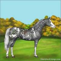Horse Color:White Spotted Silver Black Chinchilla Splash 