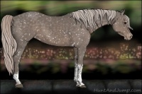 Horse Color:Silver Black Sabino Tobiano Appaloosa