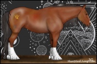 Horse Color:Bay Sabino 