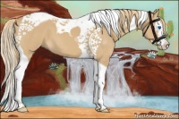 Horse Color:Red Dun Splash Tobiano 
