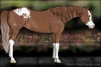 Horse Color:Chestnut Splash Appaloosa 