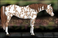 Horse Color:Red Dun Splash Appaloosa